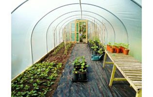 Polytunnel in Spring