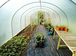 Polytunnel